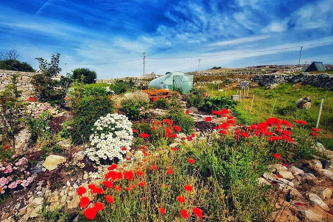 Farm to Table Experience and Irish Cooking Class in Galway - Meeting and Accessibility