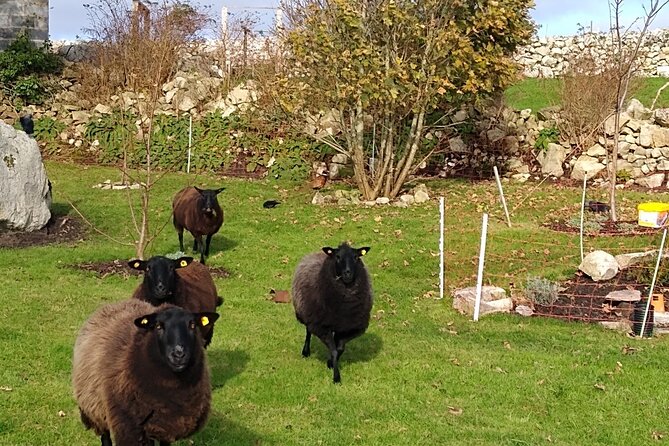 Farm to Table Experience and Irish Cooking Class in Galway - Reviews and Ratings