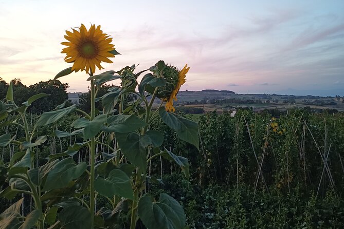 Farm-to-table Food Experience - Dietary Accommodations