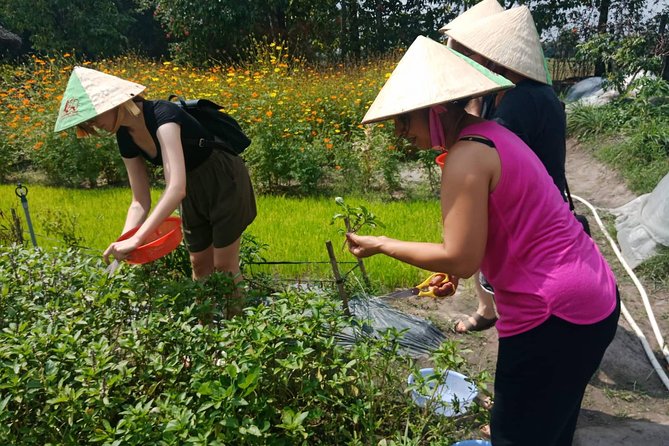 Farm-To-Table Healthy Cooking Class in Ho Chi Minh City - Starter Dish Options