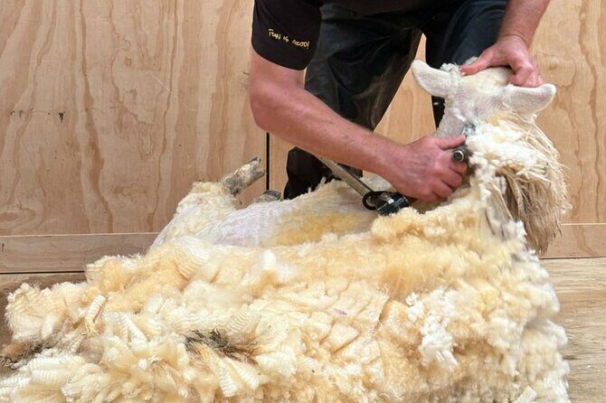Farm Tour and Milford Sound Nature Cruise from Te Anau - What to Expect from the Day