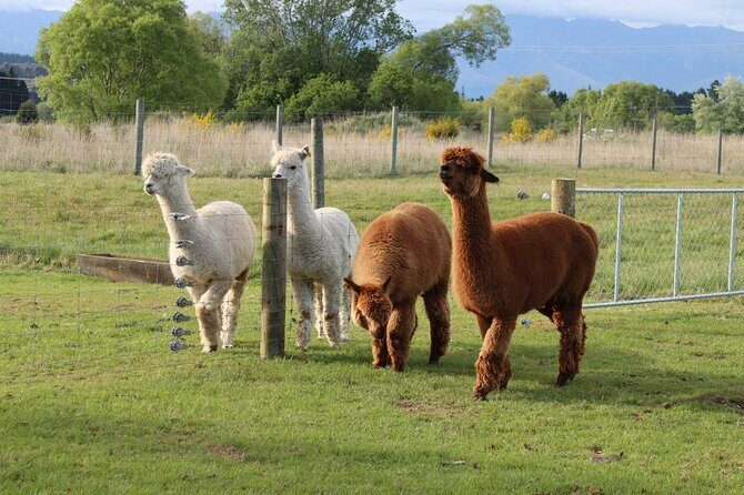 Farm Tour and Milford Sound Nature Cruise from Te Anau - Who Would Love This Tour?