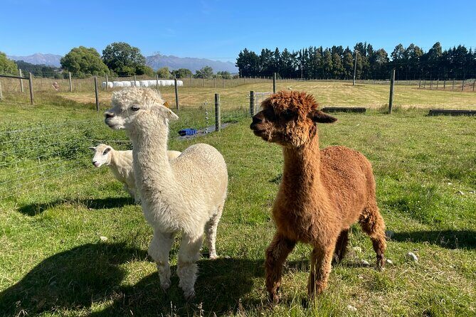 Farm Tour and Milford Sound Nature Cruise from Te Anau - FAQs