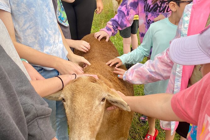 Farm Tour at Clover Brooke Llama/Alpaca/Goat Farm - Positive Traveler Experiences