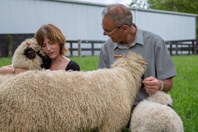 Farm Tour With the Cutest Sheep in the World in Cromwell 9384 - Accessibility and Health Requirements