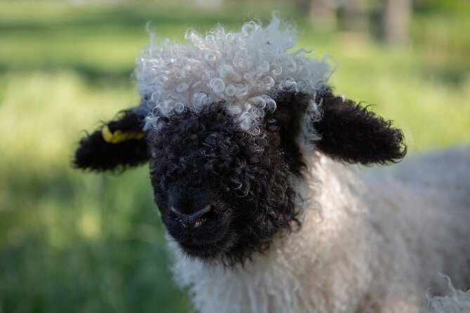 Farm Tour With the Cutest Sheep in the World in Cromwell 9384 - Interaction With Animals