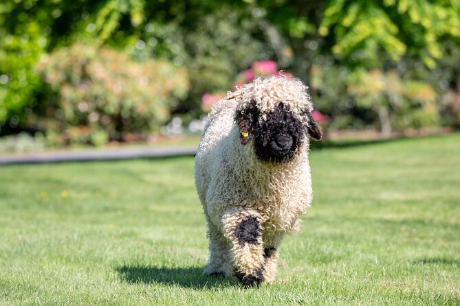 Farm Tour With the Cutest Sheep in the World in Cromwell 9384 - Informative Hosts