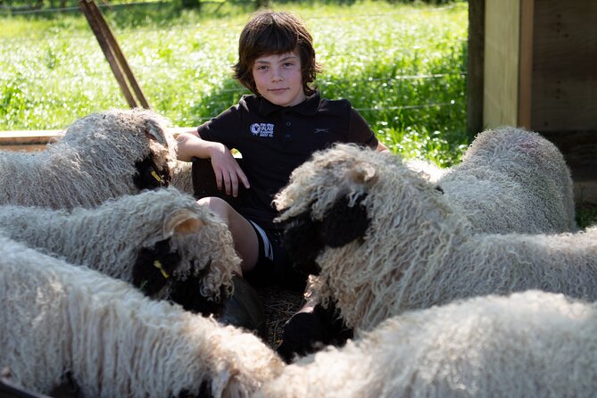 Farm Tour With the Cutest Sheep in the World in Cromwell 9384 - Tastings and Refreshments