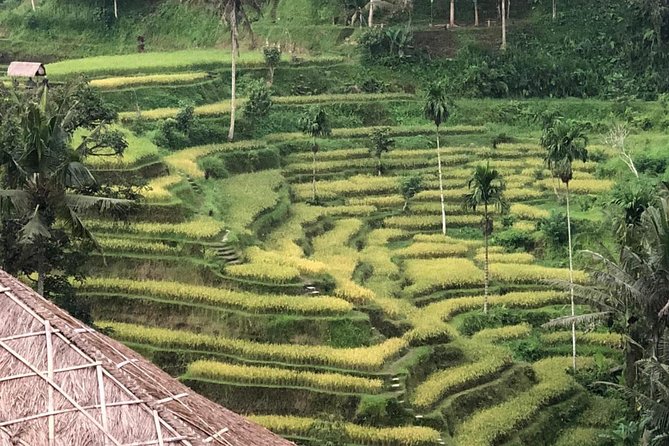 Farmer Market, Waterfalls, Holy Spring & Rice Terraces, Private Tours - Reviews