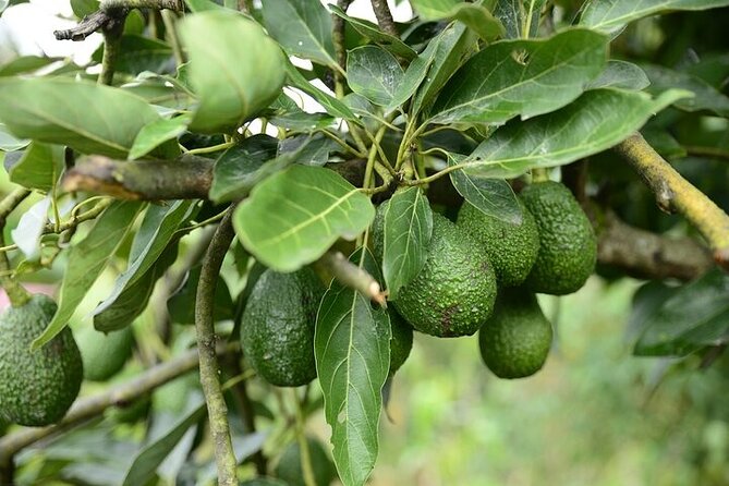 Farmers Experience in San Agustin - Learn About Organic Farming