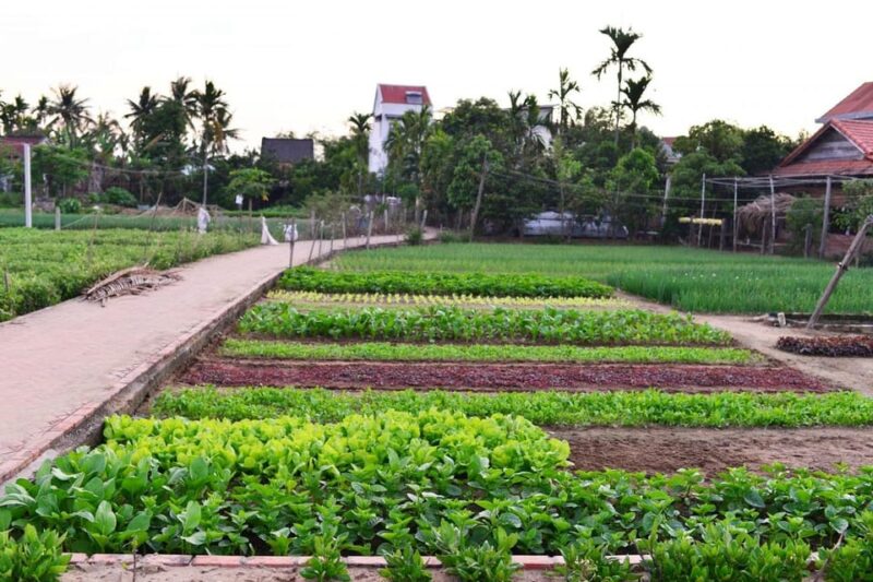 Farming & Fishing Life By Bike - Authentic Vietnamese Countryside