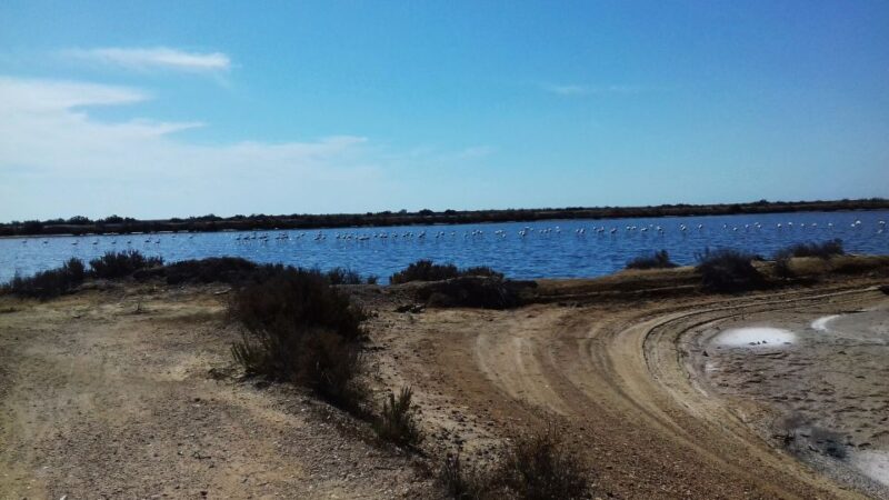 Faro Bike Tour Through the Beautiful Ria Formosa - Customer Reviews and Ratings