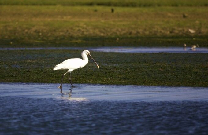 Faro Bike Tour Through the Beautiful Ria Formosa - Cycling Along the Picturesque Coast