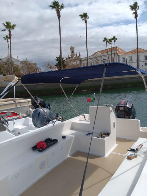 Faro: Dolphin and Marine Life Watching Boat Tour - Key Points