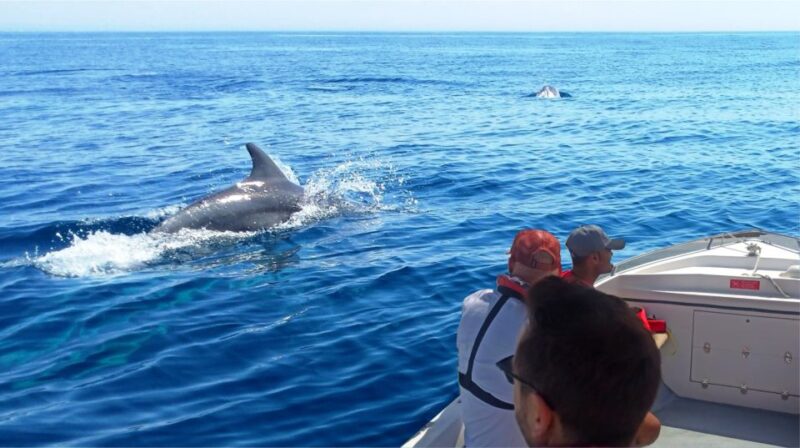 Faro: Dolphin and Marine Life Watching Boat Tour - Experience Details