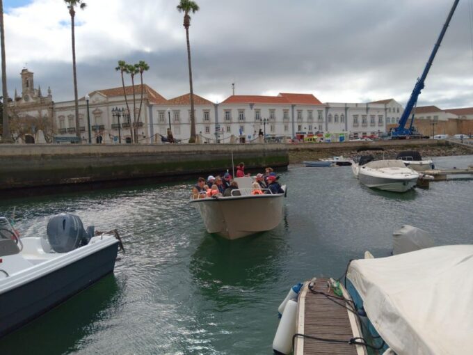Faro: Dolphin and Marine Life Watching Boat Tour - Dolphin and Whale Sightings
