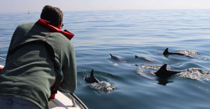 Faro: Dolphin and Marine Life Watching Boat Tour - Natural Park Exploration