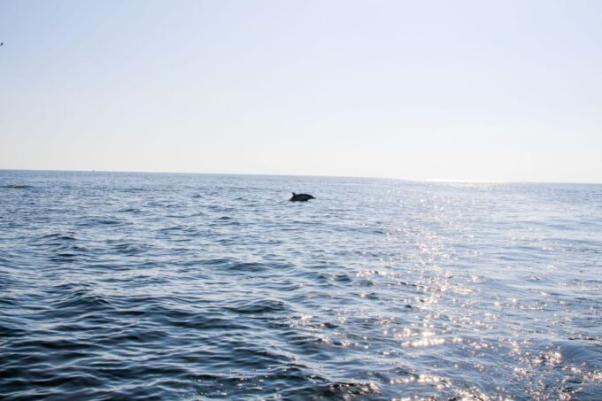 Faro: Dolphin and Marine Life Watching Boat Tour - Frequently Asked Questions