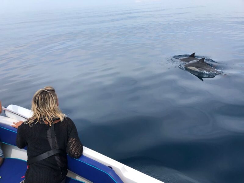 Faro: Dolphin and Wildlife Watching in the Atlantic Ocean - Tour Features and Inclusions