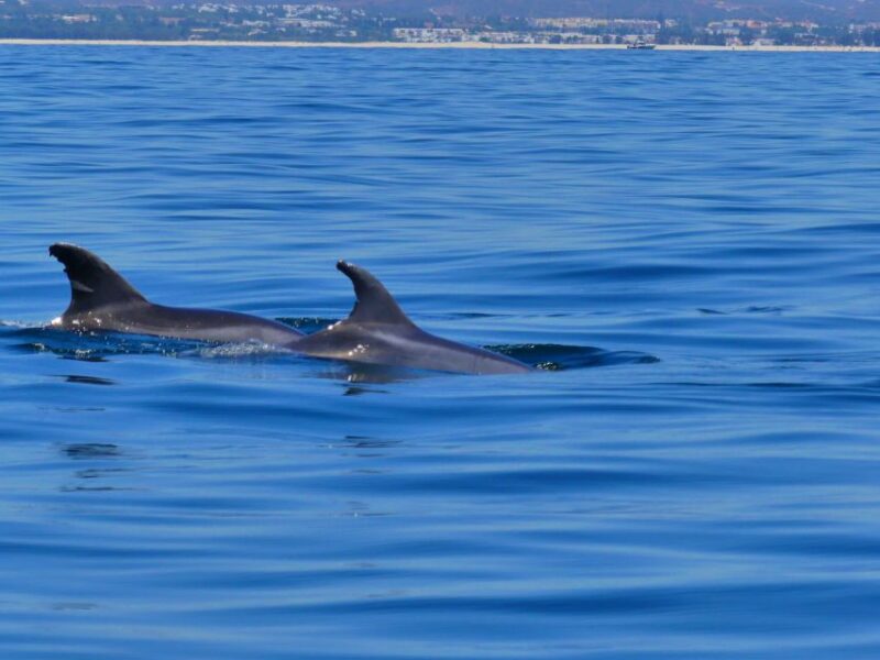 Faro: Dolphin and Wildlife Watching in the Atlantic Ocean - Meeting Point and Logistics