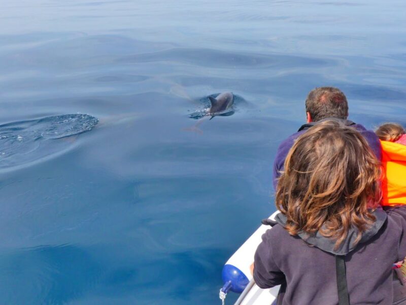 Faro: Dolphin and Wildlife Watching in the Atlantic Ocean - What to Bring and Restrictions