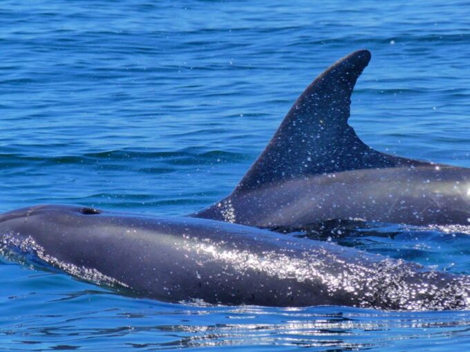 Faro: Dolphin and Wildlife Watching in the Atlantic Ocean - Booking and Cancellation Policy