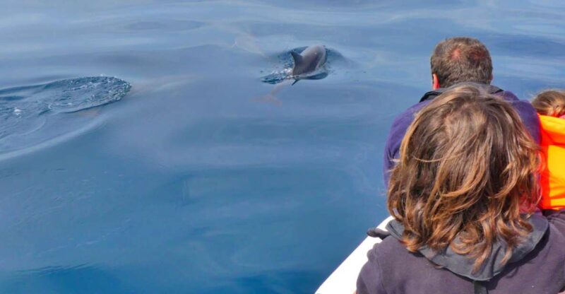 Faro: Dolphin and Wildlife Watching in the Atlantic Ocean - Key Points