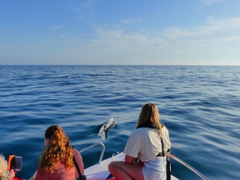 Faro: Dolphin and Wildlife Watching in the Atlantic Ocean - Wildlife Experience