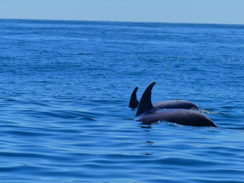 Faro: Dolphin and Wildlife Watching in the Atlantic Ocean - Tour Features and Inclusions