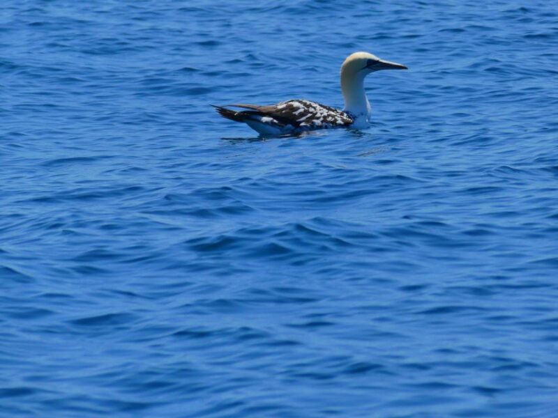 Faro: Dolphin and Wildlife Watching in the Atlantic Ocean - Meeting Point and Logistics