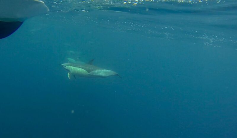 Faro: Dolphin and Wildlife Watching in the Atlantic Ocean - What to Bring and Restrictions