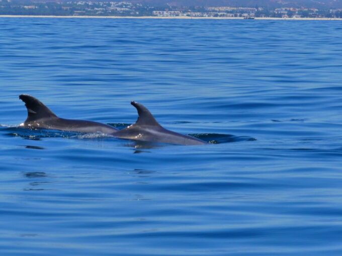 Faro: Dolphin and Wildlife Watching in the Atlantic Ocean - Booking and Cancellation Policy
