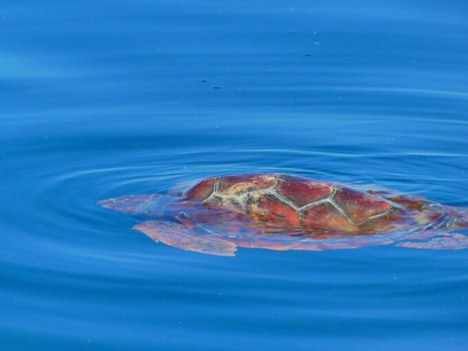 Faro: Dolphin and Wildlife Watching in the Atlantic Ocean - Frequently Asked Questions
