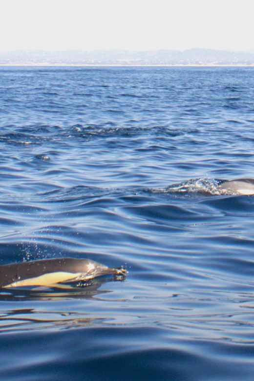 Faro - Dolphin Watching Boat Tour - Tour Overview