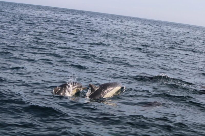 Faro - Dolphin Watching Boat Tour - Pricing and Booking