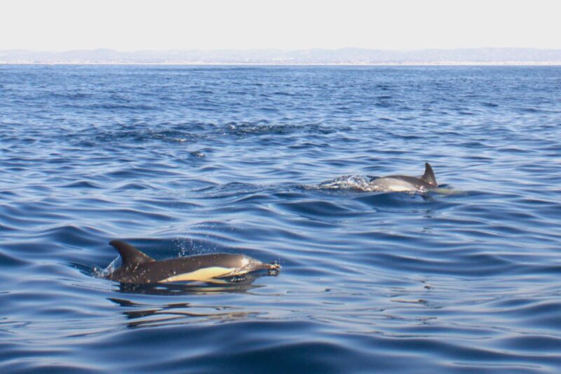 Faro - Dolphin Watching Boat Tour - Important Information