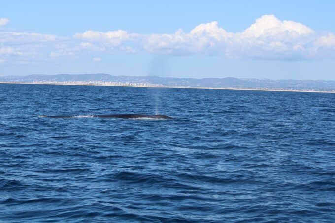 Faro - Dolphin Watching Boat Tour - Tour Duration and Schedule
