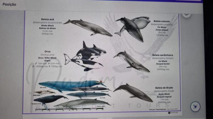 Faro - Dolphin Watching Boat Tour - Frequently Asked Questions