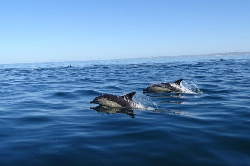 Faro: Dolphin Watching & Marine Wildlife Boat Tour From Faro - Tour Details