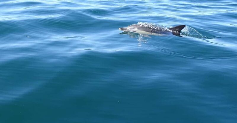 Faro: Dolphin Watching & Marine Wildlife Boat Tour From Faro - Recap