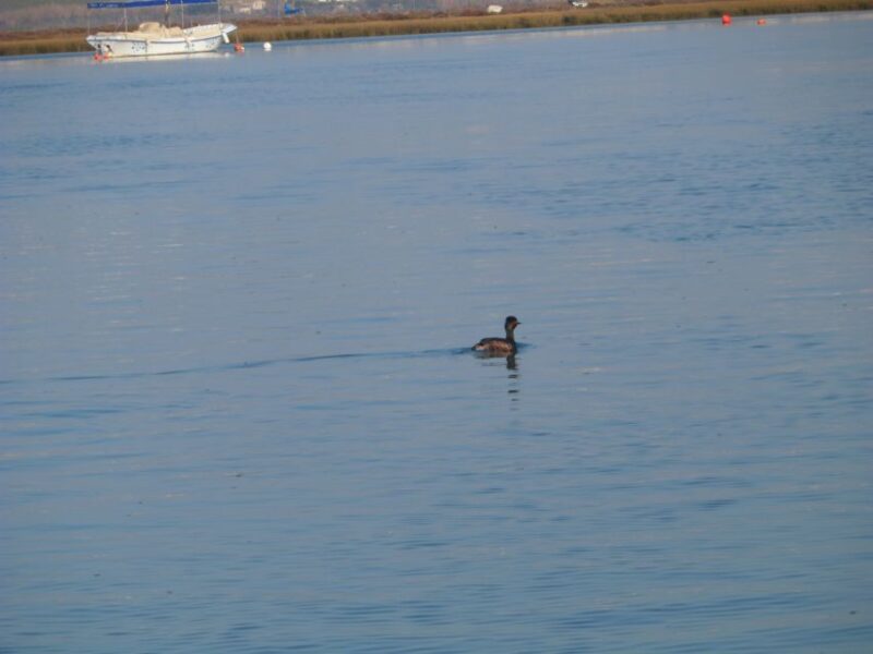 Faro: Eco-Friendly Ria Formosa Bird Watching in Solar Boat - Booking Information