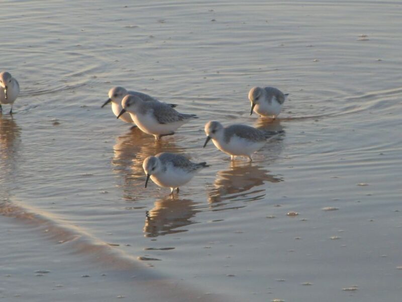 Faro: Eco-Friendly Ria Formosa Bird Watching in Solar Boat - Included Amenities