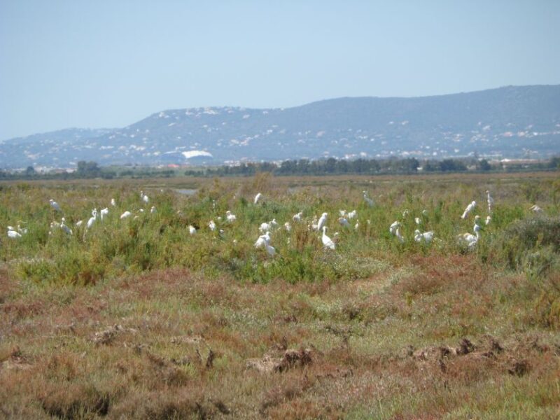 Faro: Eco-Friendly Ria Formosa Bird Watching in Solar Boat - Important Notes