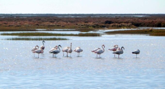 Faro: Eco-Friendly Ria Formosa Bird Watching in Solar Boat - Customer Feedback