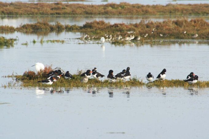 Faro: Eco-Friendly Ria Formosa Bird Watching in Solar Boat - Frequently Asked Questions