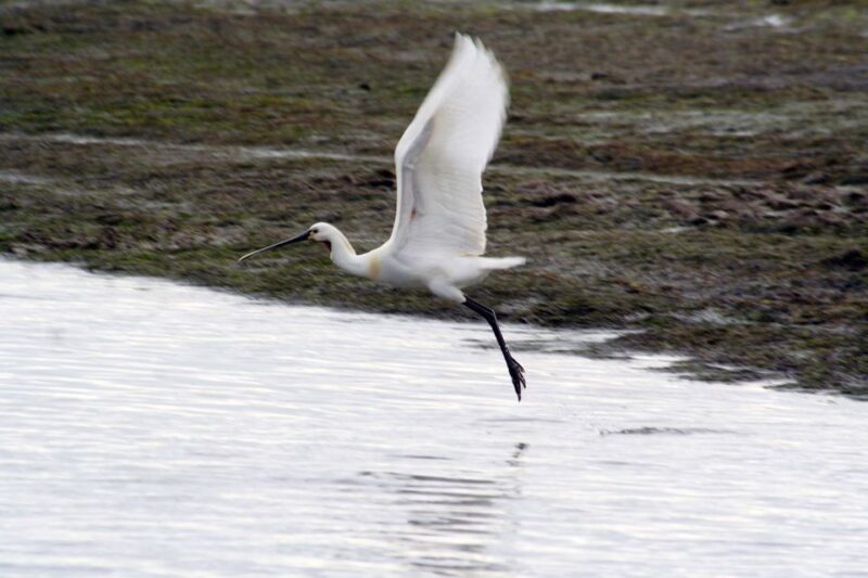 Faro: Eco-Friendly Ria Formosa Bird Watching in Solar Boat - Booking Information