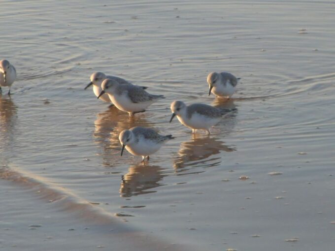 Faro: Eco-Friendly Ria Formosa Bird Watching in Solar Boat - Sustainable Boat Tour