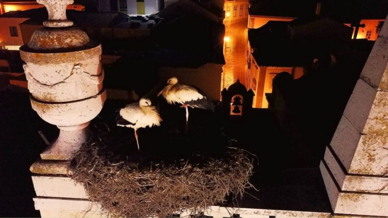 Faro: Night Segway Tour With Cocktails - Participant Information