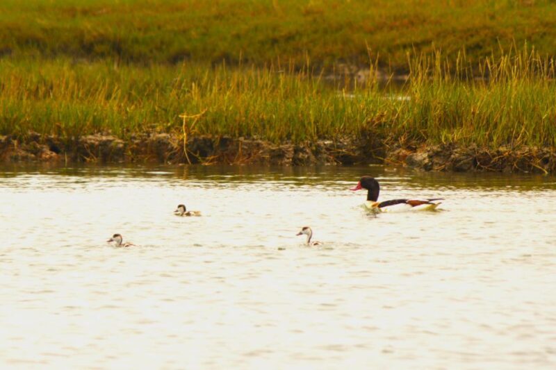 Faro: Real Pudim Boat Tours 6h Ria Formosa Boat Tour - Inclusions