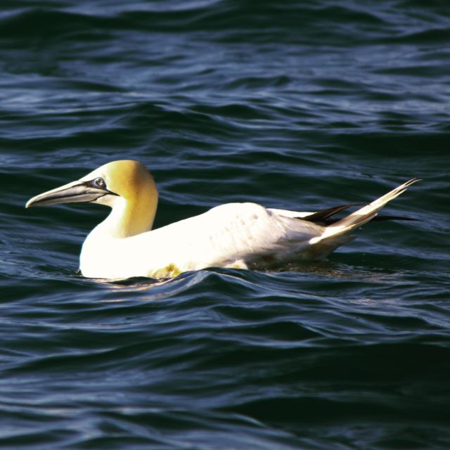 Faro: Real Pudim Boat Tours 6h Ria Formosa Boat Tour - Accessibility